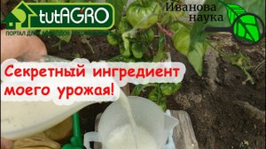 УРОЖАЙ ПОПРЁТ КАК НА ДРОЖЖАХ! СДЕЛАЙТЕ ЭТУ ПРОСТУЮ ПОДКОРМКУ ДОМАШНИМ СРЕДСТВОМ ОТ ВЕРШИНКИ.