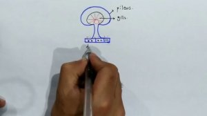 Basidiomycota Fung Life Cycle | Characteristics | Class 11 Biology