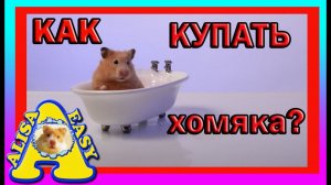 КАК КУПАТЬ ХОМЯКА _ можно ли КУПАТЬ хомяка _ ХОМЯКИ _ how to bathe a hamster #КУПАТЬ #ХОМЯКА, #ХОМЯЧ