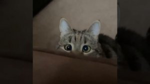 Cat Кошки Котята Коты #Shorts 733.mp4