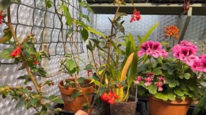 Begonia Houseplant Care: The BIG BOYS!