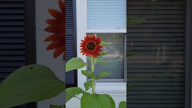 Velvet Queen sunflowers