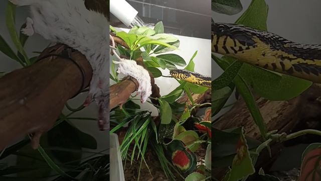 Кушаем вкусно!!! "Гремма молодец!!! #Гремма #змея #змеяест #мышь #еда смотреть онлайн