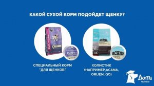 Чем кормить щенка, сколько раз кормить щенка