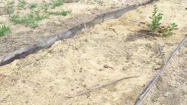 Голубика после посадки смотреть онлайн