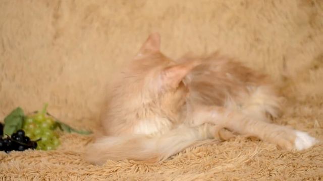 Котенок мейн кун Boston PP (питомник absentcoon) смотреть онлайн