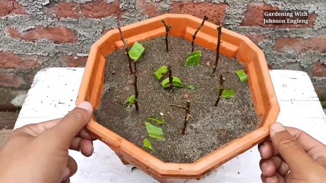 How to grow Bougainvillea from cuttings using sand | Bougainvillea propagation from cuttings смотреть онлайн