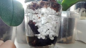 Мини Фаленопсис jiaho's pink girl, посадка в закрытую систему в место коры пенопласт....