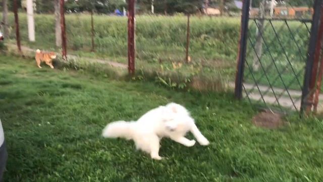 Самоед и охрана участка. Собака крутится, как волчок - враг не пройдет) смотреть онлайн