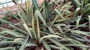 Юкка нитчатая.