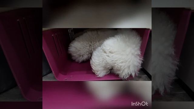 Бишон фризе после прогулки? смотреть онлайн