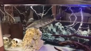 Императорский змееголов кормление