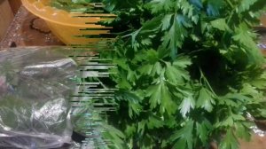 Заморозка зелени на зиму , Как правильно морозить зелень .