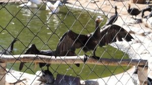 157-й день рождения Ленинградского зоопарка. Птицы: пеликаны, аисты, марабу