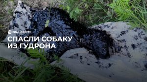 Спасли и выходили застрявшего в гудроне щенка