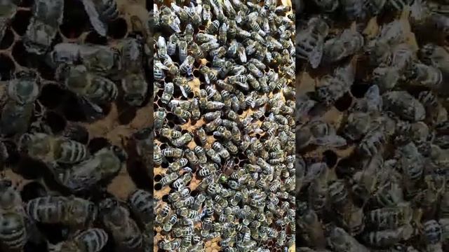 Карника Антон Реберник (Австрия) смотреть онлайн