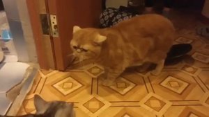 Принесли коту блин кошку)