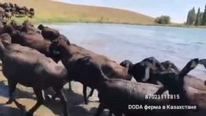 Гиссарские бараны — « DODA» ферма в Казахстане