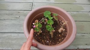 Geranium propagation through its cuttings (with actual results)