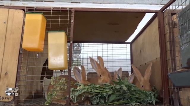 Лабазник живительная сила кроликам / Антигельминтное средство смотреть онлайн