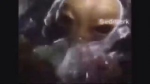 инопришеленец флексит на протяжении 10-ти часов