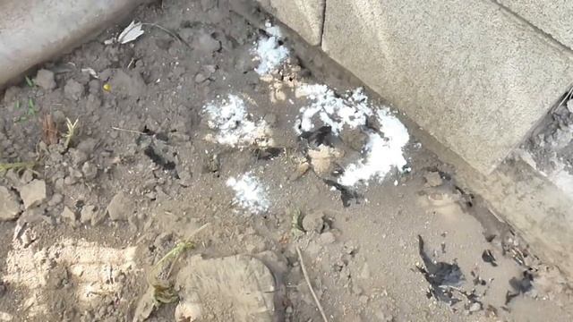 Как избавиться от муравьёв в огороде за 5 минут. 100% работает!