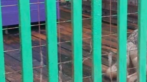 Шок от увиденного. Орловское Полесье 2021. Зоопарк. Знакомство с животными и птицами.