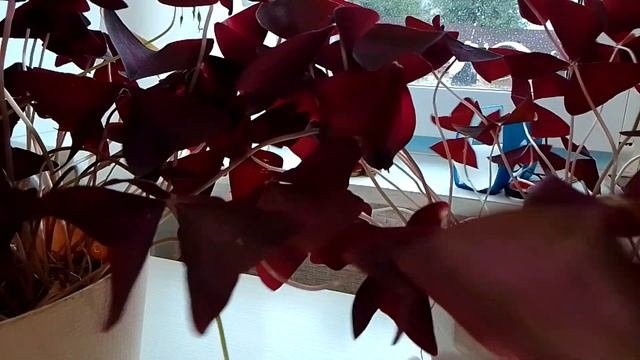 комнатный цветок ,, кислица,,