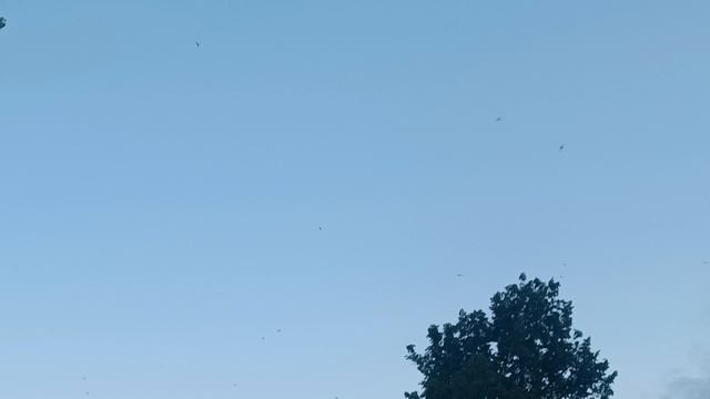Ласточки