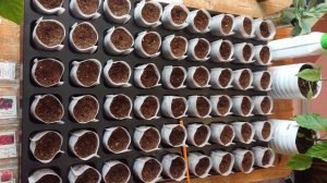 СЕЕМ ТОМАТЫ В МЕШОЧКИ ДЛЯ РАССАДЫ. 60 СОРТОВ!