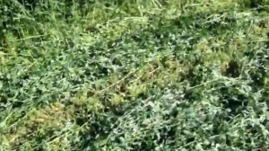 Мотоблок Мотор Сич с роторной косилкой «Мотор Січ КРН-2С»