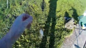 Карась на донку в июле.