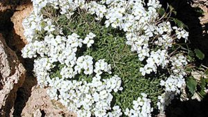 ТОП-5 ПОЧВОПОКРОВНИКОВ спасение от прополки клумб