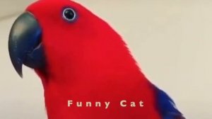 Приколы с попугаями #1 / Ржачные животные 2020 / Funny parrots