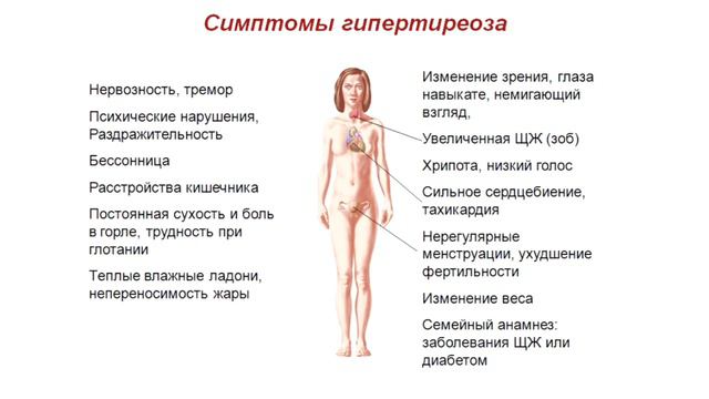 Функции и заболевания щитовидной железы: диагностика, нормы в анализах и многое другое. Часть 2