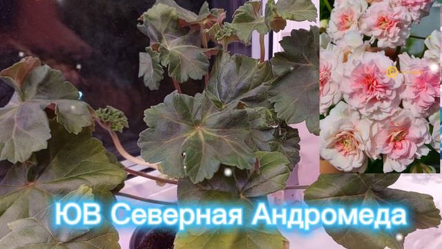 Распаковка супер новинки сортовой пеларгонии!! смотреть онлайн