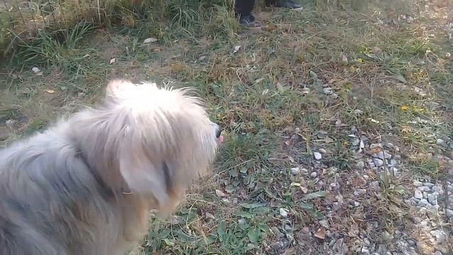 Пёс Тотоша знакомится с Поли, шотландский сеттер, красавица брюнетка,в юбочке,с химзавивкой на ушка смотреть онлайн