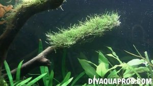 Java Moss Aquarium Plant Profile