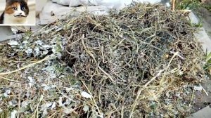 Как правильно укрыть виноград на зиму осенью