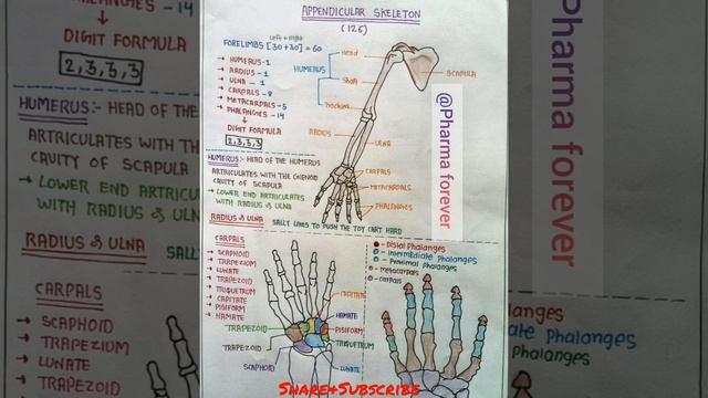 Human skeleton ⏩🚸