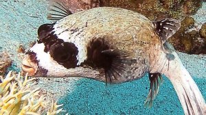 ЕГИПЕТ| Опасные рыбы Красного моря. Масковый иглобрюх /Arothron /Masked puffer