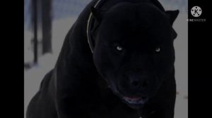 Кавказская овчарка против Питбуля