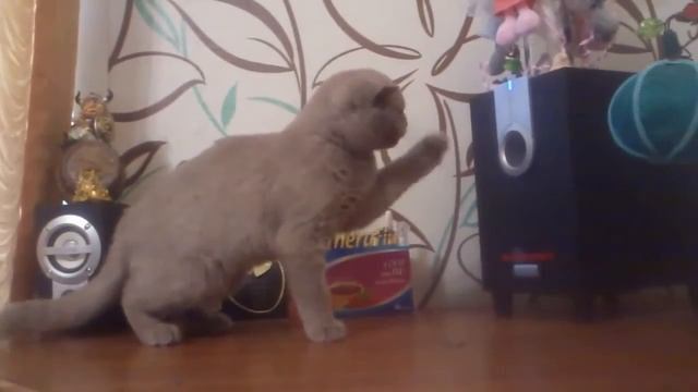 Кот ловит волны сабвуфера смотреть онлайн