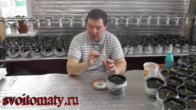 Профилактика заболеваний рассады