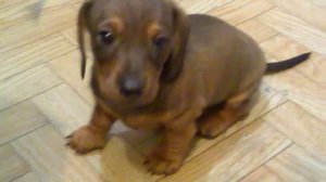 Поющая Такса по имени Икси поет для детей.mp4