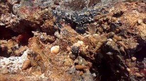 Видео-Берег в Хургаде после отлива.  Egypt.Beach in Hurghada after low tide.