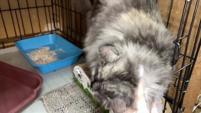 СИМБА смотреть онлайн