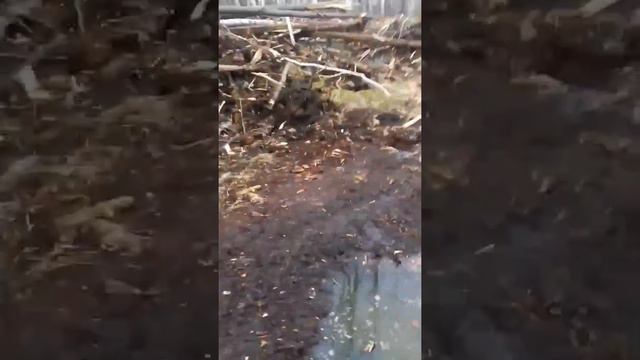 Делянки в России. Кашмар!!!