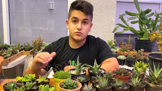 SUCULENTAS DE MEIA SOMBRA e seus cuidados - Haworthias e haworthiopsis смотреть онлайн