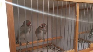 Тошкент қуш бозори: Ёввойи сайроқилар Дикие певчие 9.01.2 птичий рынок Ташкент Tashkent bird market